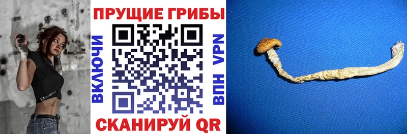 где купить наркотик  Ильский  Галлюциногенные грибы Psilocybe 